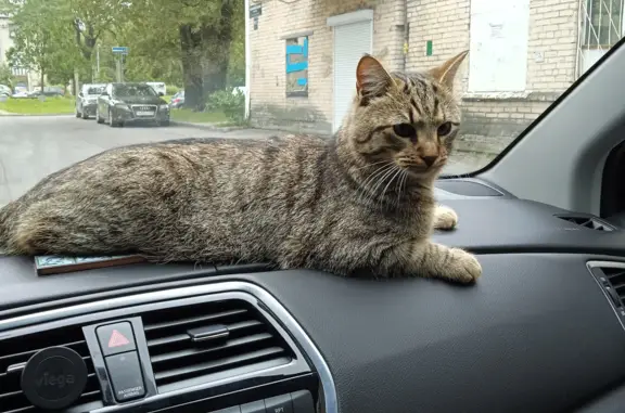 Кошки потеряшки, Санкт-Петербург, фото: Потеряшка кошка Мальчик Шуня, адрес: Новоизмайловский проспект, 81, СПб