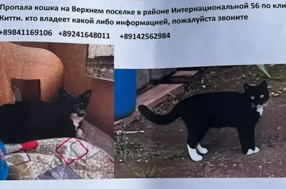Пропала кошка Китти на улице Мирный