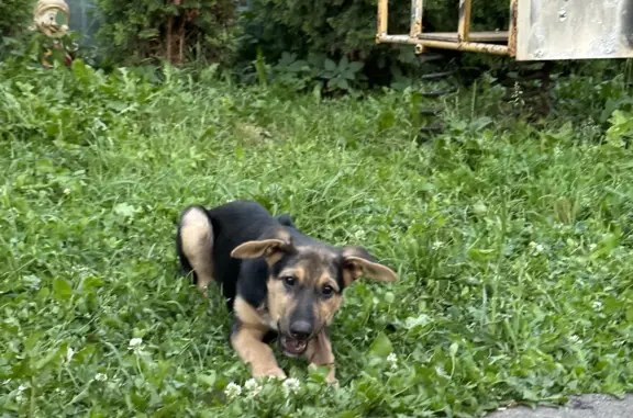 Собака Молли ищет дом в Иваново