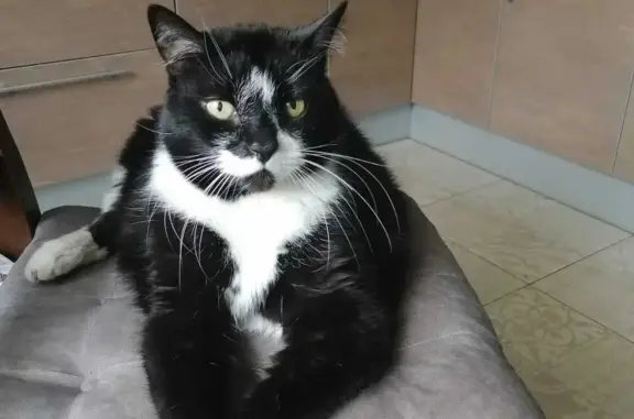 Пропала кошка: крупный кот, чёрно-белый окрас, Волхонское шоссе