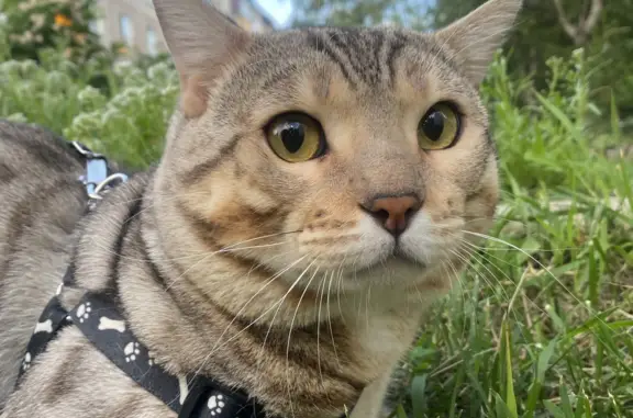 Пропала бенгальская кошка, Красноярский край