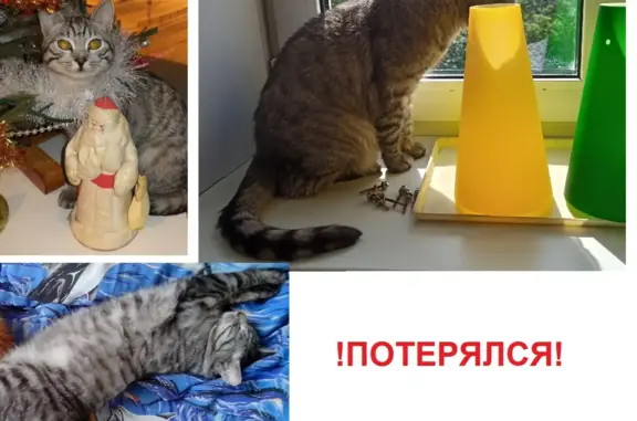 Пропала кошка, серый полосатый окрас (Екатеринбург, Центр)