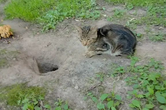 Потерянные животные Москва, фото: Пропала кошка, требуется лечение. Северный бульвар, Москва