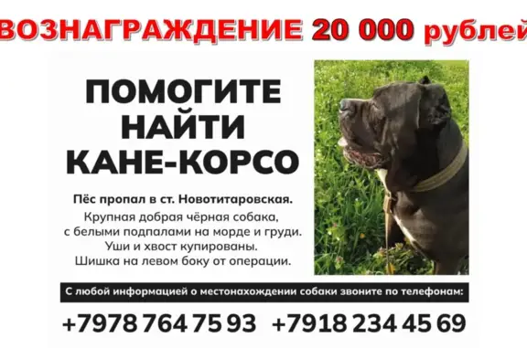 Пропала собака в Краснодарском крае