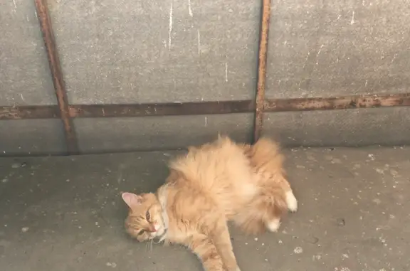 Пропала кошка в Новодвинске, ул. Уборевича, 26