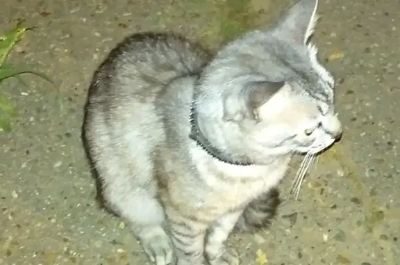 Потерянный серый котик просит помощи на Воробьева, 7, Астрахань
