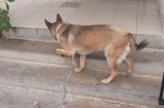 Потерянная собака Овчарка, Анапское шоссе, Новороссийск