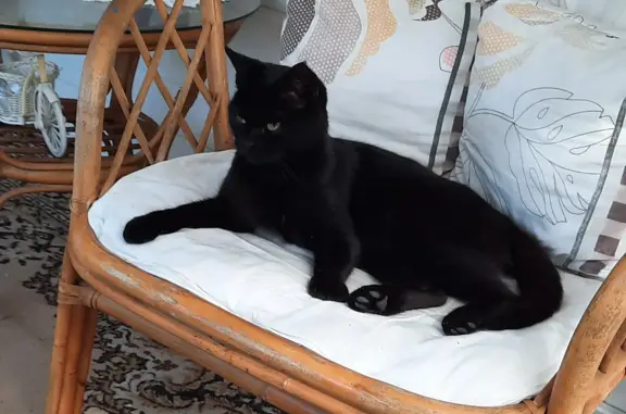 Пропала черная кошка с операцией в Осиновском сельском поселении, Татарстан