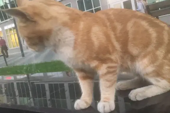 Найдена кошка около бизнесс центра на Киевской, 7