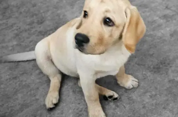 Найдена собака, Санкт-Петербург, фото: Найдена собака, 4 мес., 3-я Красноармейская ул., 17/20, СПб