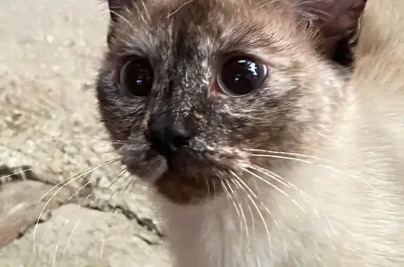 Сиамская кошка найдена в Энгельсе, ищем хозяев