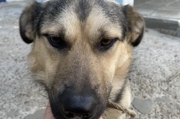 Найдена собака возле 40 лет Победы, 12, Нижний Новгород