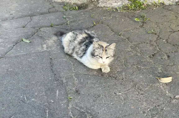 Пропала кошка в районе м. Братиславская, ул. Братиславская, 3