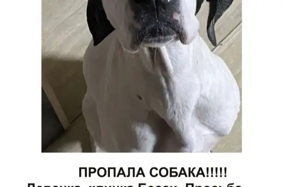 Пропала собака Бестия в Палужье, Брянская обл.
