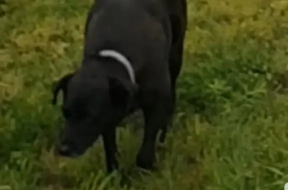 Пропала собака, адрес: Усть-Заостровское сельское поселение, Омская область