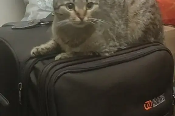 Кошки потеряшки, Москва, фото: Потеряшка пушистая кошка, Нагатинская набережная 12 к3, Москва