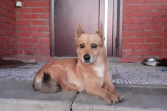Пропала золотисто-рыжая собака Мальчик, ул. Утыз Имяни, Альметьевск