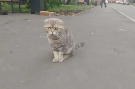 Найдена вислоухая серенькая кошка в Набережных Челнах