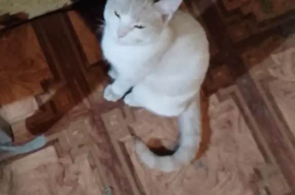 Найден голодный кот в Новобайдаевке, пр. Шахтеров 27-29