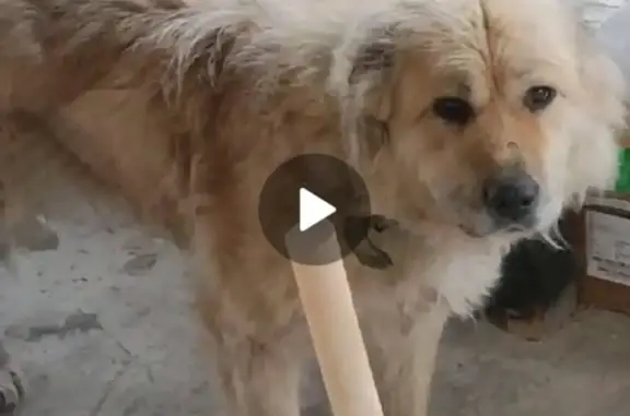Найдена дружелюбная собака в Старопышминске