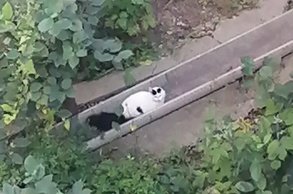 Найдена кошка: белый с чёрным хвостом, ул. Степанова, 33, Тула