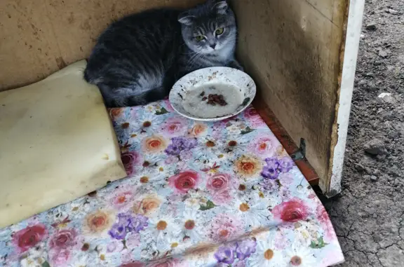Найдена кошка в районе дач военного городка, ул. Карла Маркса, 26, Безенчук