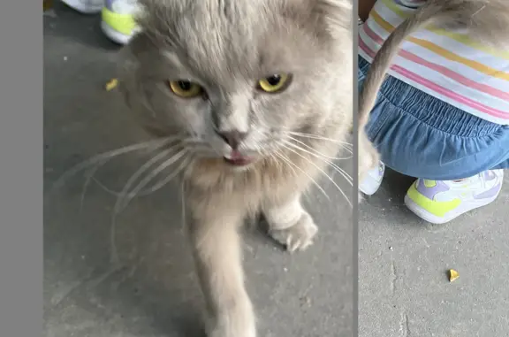 Найдена кошка на Ленинском проспекте, Москва