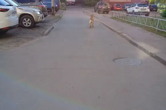 Собака Рыжий стаффорд найдена, ул. Челюскинцев, 27, Н. Новгород