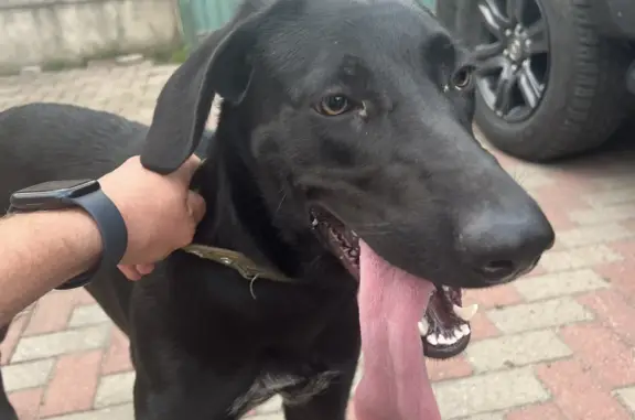 Собака ищет хозяина на Рябиновой улице, Янино-2