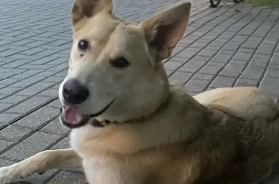 Пропала собака на Набережной, ул. Дубасова, Тамбов