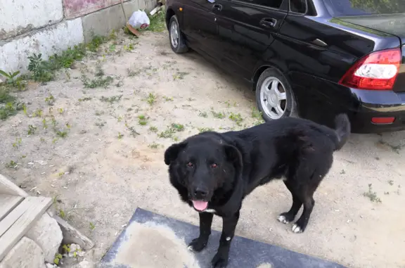 Пропала собака Кабель, окрас чёрный, кличка дизель.