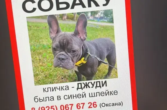 Пропала собака Джуди на Старобитцевской ул., Москва
