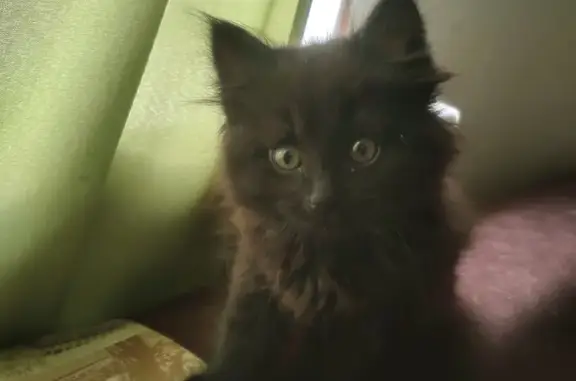 Найдена пушистая черная кошка, Москва