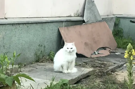 Пропала белая кошка в Пушкино