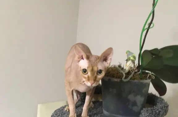 Пропала кошка Канадский сфинкс в Конаково