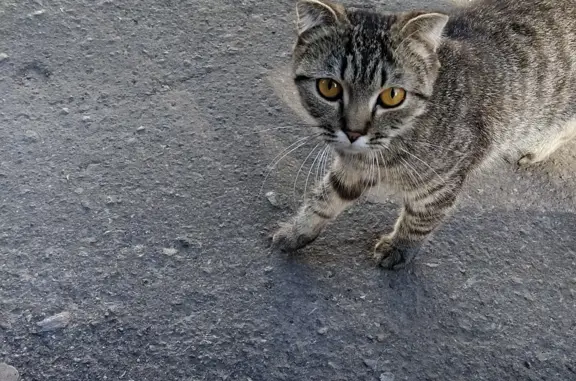 Найдена голодная кошка на 50 лет Октября, 79, Саратов