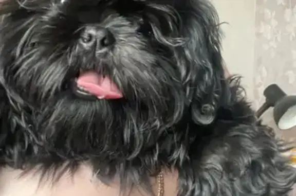 Собаки потеряшки, Тверь, фото: Потеряшка собака породы Ши Тцу, ул. Александра Попова, 5, Тверь. Вознаграждение.