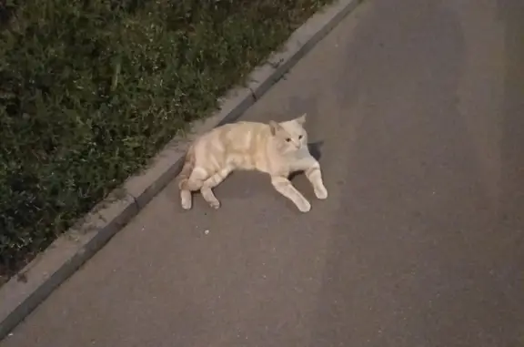 Найдена кошка Персиковый окрас, улица Молодогвардейская, 39, Москва