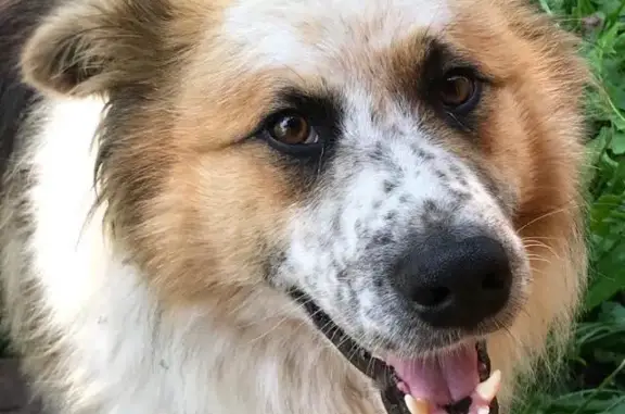 Найдена собака в деревне Вельяминовка, Рязанская область