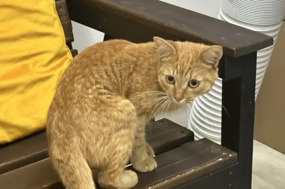 Найдена кошка, Москва, фото: Найден рыжий кот на 1-м Красносельском пер., 5, Москва