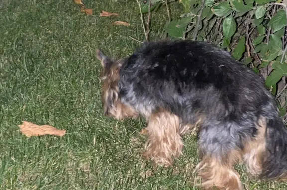 Собака Йоркшир найдена у ЖК Прайм Парк