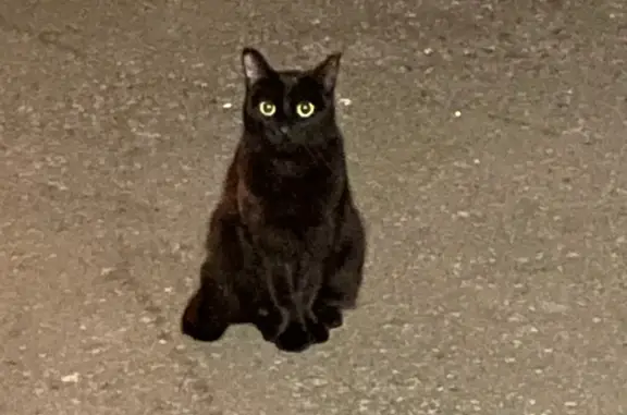 Найдена черная кошка на Ленинском проспекте, 7