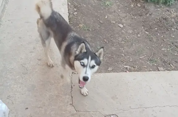Собака-хаски найдена на 5-м Командорском проезде