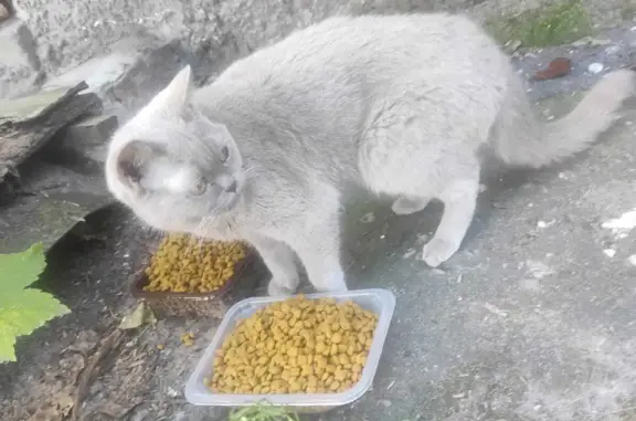 Найдена кошка на Путиловской ул., 15А, Воронеж