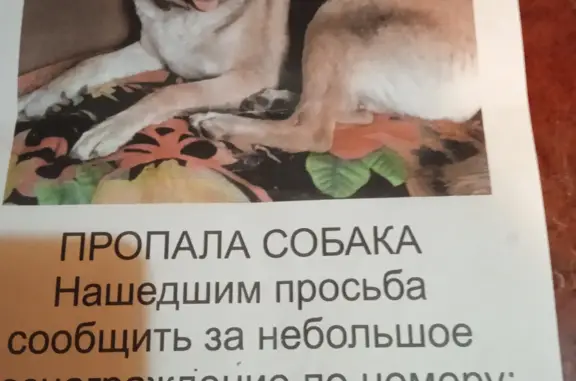 Пропала собака окрасом спина чёрная, лапки светло коричневые, адрес: ул. Суворова, 44, Бердск.
