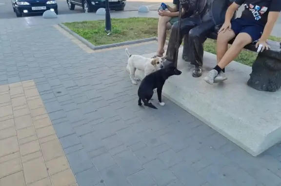 Найдена собака в Мичуринске-Уральском, нужна помощь!