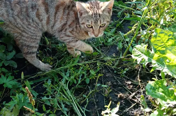 Найдена кошка на ул. Красилова, 4, Новокузнецк