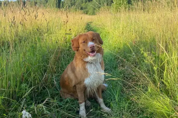 Пропала собака в районе Рубленки, Голодаево