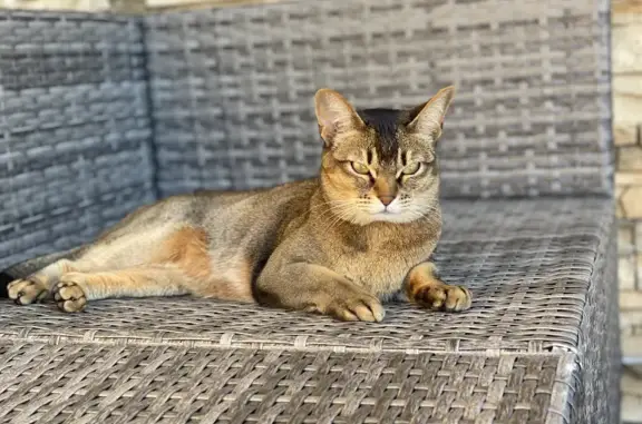 Пропала кошка Кира в Мартемьяново, МО