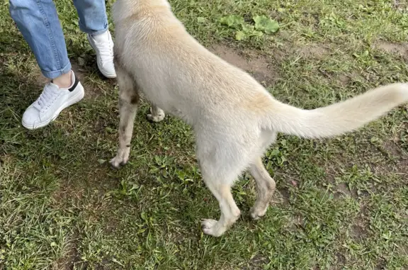 Найдена дружелюбная собака на Центральной улице, Свердловская область